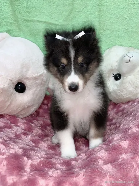 ID:2107-01491の子犬