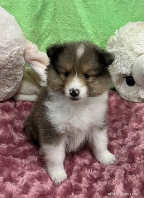 ID:2201-02791の子犬