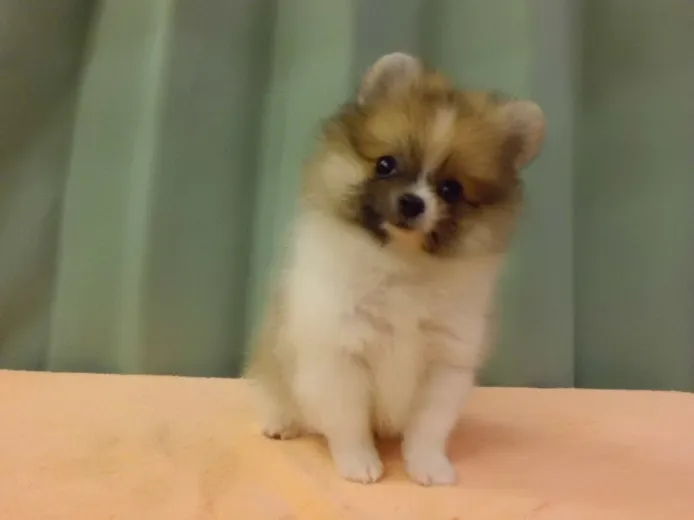 ID：1208-00782の子犬
