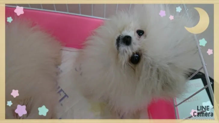 ID:1804-00270の子犬