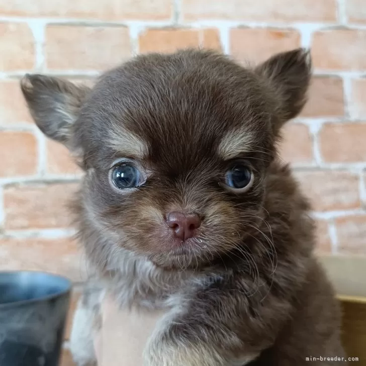 チワワ(ロング)【埼玉県・男の子・2025年9月28日・チョコレートタン&amp;ホワイト】の写真1