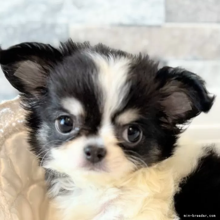 ID:2507-06136の子犬