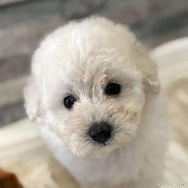 ID：2509-04665の子犬