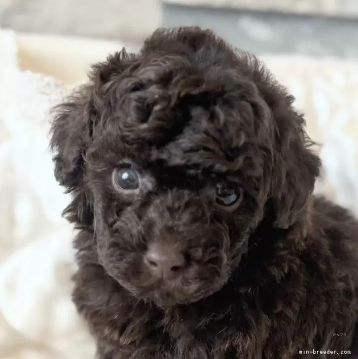 タイニープードル【埼玉県・男の子・2025年9月23日・ブラウン】の写真1