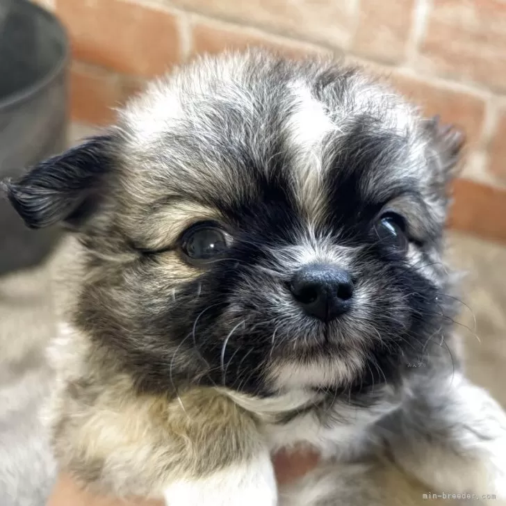 パパ３ 様のお迎えした子犬