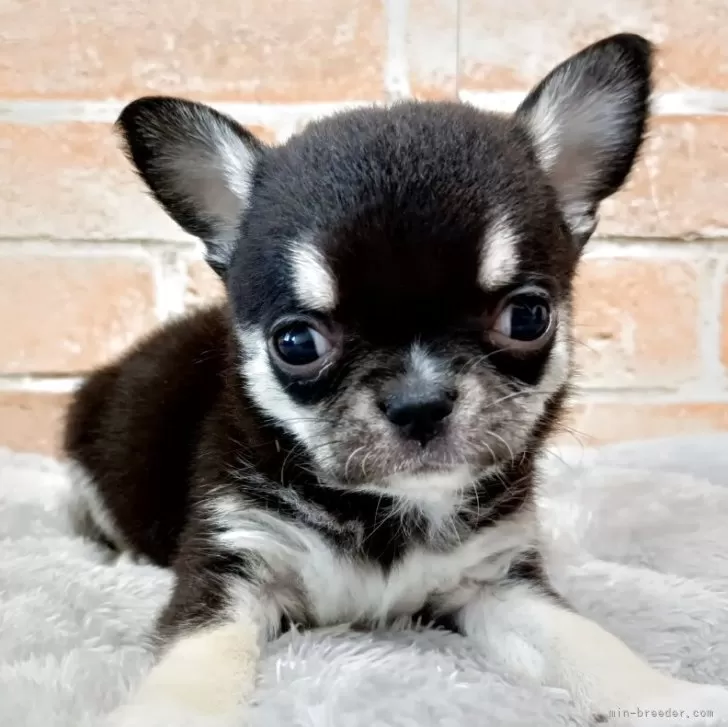 ID:2504-05898の子犬
