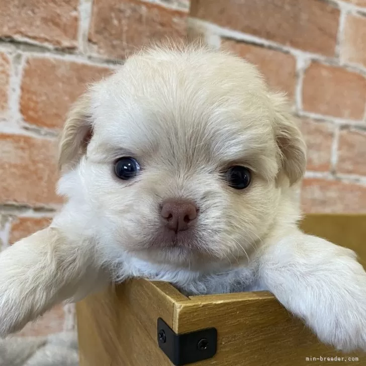 ID:2508-02243の子犬
