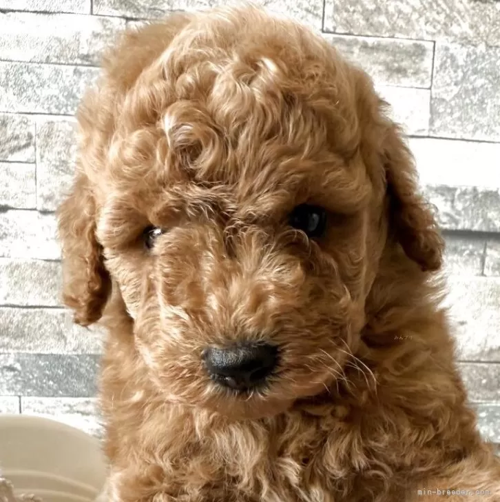 ID：2507-04327の子犬