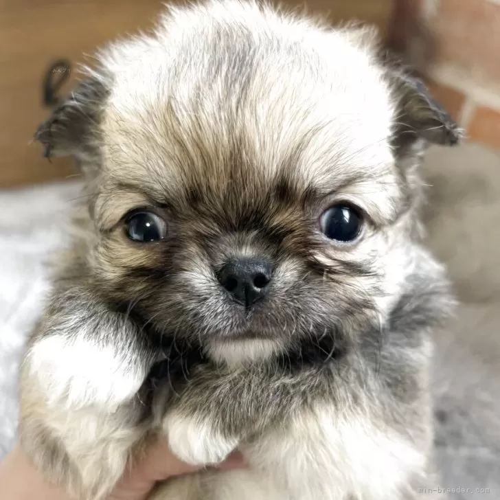 ID：2503-07230の子犬