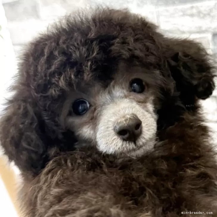 ID：2508-03971の子犬