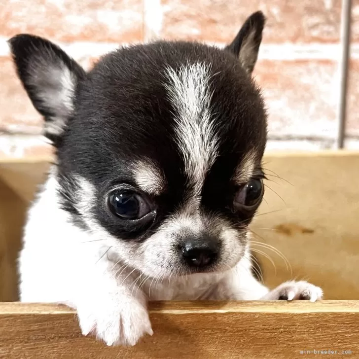 ID:2506-00825の子犬