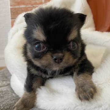 チワワ(ロング)【埼玉県・女の子・2025年10月16日・ブラックタン】の写真「大人しくて可愛い仔」