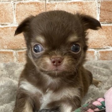 チワワ(ロング)【埼玉県・男の子・2025年7月12日・チョコレートタン&ホワイト】の写真「小さめ男子🐶🩵」