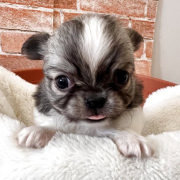 チワワ(ロング)【埼玉県・女の子・2025年10月16日・フォーンホワイト】の写真「まん丸お顔の可愛い女の子🩷」