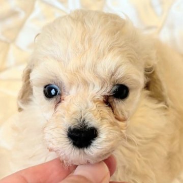 トイプードル(タイニー)【埼玉県・男の子・2025年7月29日・ペールフォーン】の写真「小さめプードル🐩」