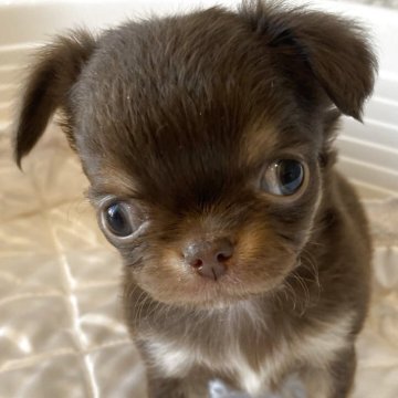 チワワ(ロング)【埼玉県・女の子・2025年10月25日・チョコレートタン】の写真「愛嬌たっぷりの可愛い女の子☺️❤️」