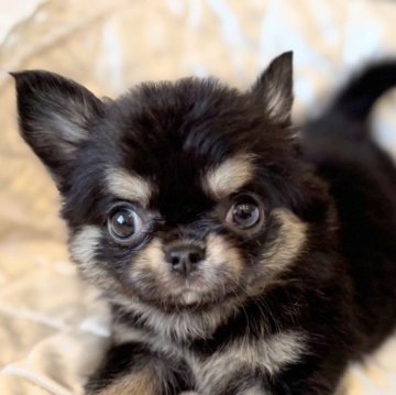 チワワ(ロング)【埼玉県・女の子・2025年8月30日・ブラックタン】の写真「ザ・チワワの顔形🐶」