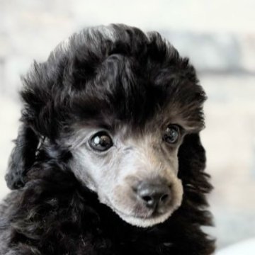 タイニープードル【埼玉県・女の子・2025年8月8日・グレー】の写真「珍しいカラーグレーヘアーの女の子🐩💓」