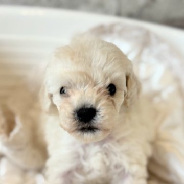 トイプードル(ティーカップ)【埼玉県・男の子・2025年8月4日・ホワイト】の写真「チビチブプードル🐩」
