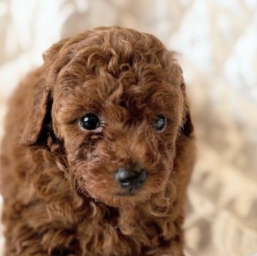 トイプードル(タイニー)【埼玉県・女の子・2025年8月13日・レッド】の写真「小ぶりな可愛いプードル🐩」