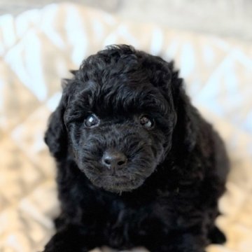 トイプードル(タイニー)【埼玉県・男の子・2025年8月18日・ブラック】の写真「可愛い顔のプードル君🐩」