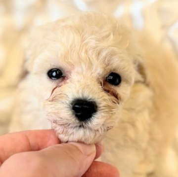 トイプードル(タイニー)【埼玉県・女の子・2025年7月29日・ペールフォーン】の写真「可愛いプードル🐩」