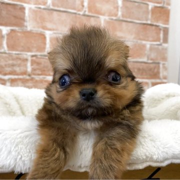 チワワ(ロング)【埼玉県・男の子・2025年9月29日・レッド】の写真「小さくて可愛い男の子🩵」