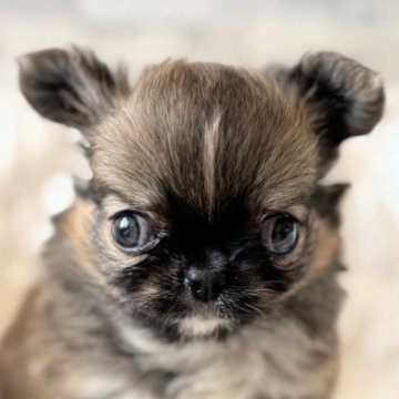 チワワ(ロング)【埼玉県・女の子・2025年9月5日・レッド&ホワイト】の写真「短足の足が可愛い💕」