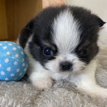 チワワ(ロング)【埼玉県・女の子・2025年10月16日・ホワイトブラックタン】の写真「やんちゃで可愛い女の仔」