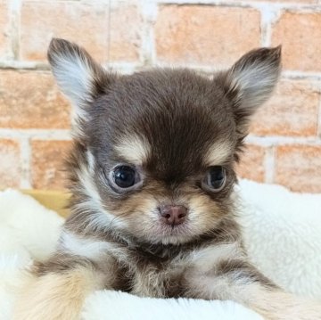 チワワ(ロング)【埼玉県・男の子・2025年9月29日・チョコレートタン&ホワイト】の写真「モデル級の可愛さ🐶🤍」