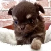 チワワ(ロング)