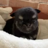 チワワ(ロング)