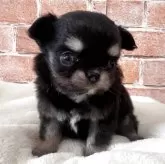 チワワ(ロング)