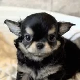 チワワ(ロング)