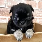 チワワ(ロング)