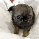 チワワ(ロング)