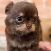 チワワ(ロング)