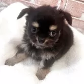 チワワ(ロング)