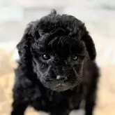 タイニープードル