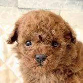 タイニープードル