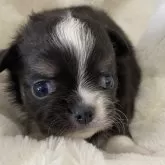 チワワ(ロング)