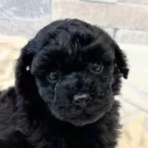 タイニープードル【埼玉県・女の子・2025年11月3日・ブラック】の写真1