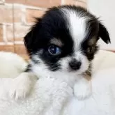 チワワ(ロング)