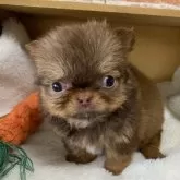 チワワ(ロング)