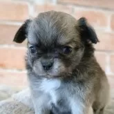 チワワ(ロング)