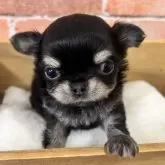 チワワ(ロング)
