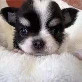 チワワ(ロング)