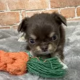 チワワ(ロング)