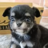 チワワ(ロング)