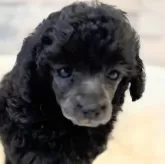 タイニープードル